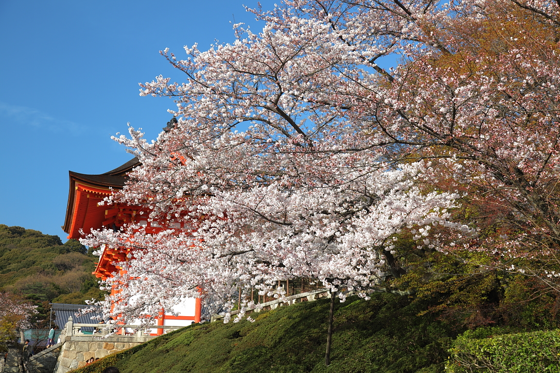 京都櫻花